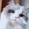 熊猫魔域1