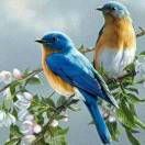xgbluebird